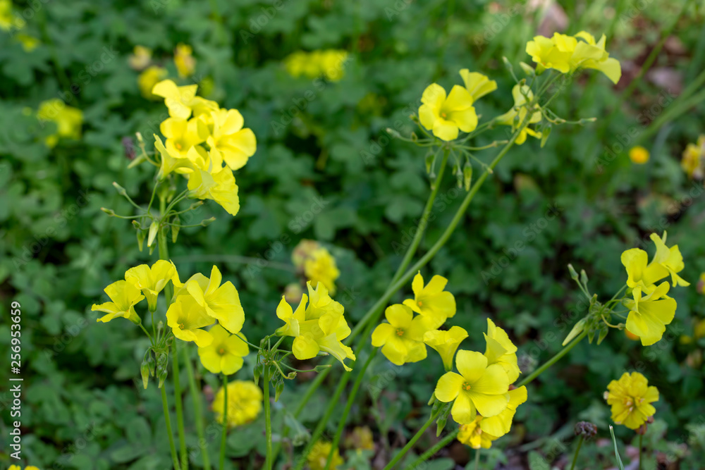 Scientific name is Oxalis pes-caprae（Oxalis cernua）.English name is buttercup oxalis.