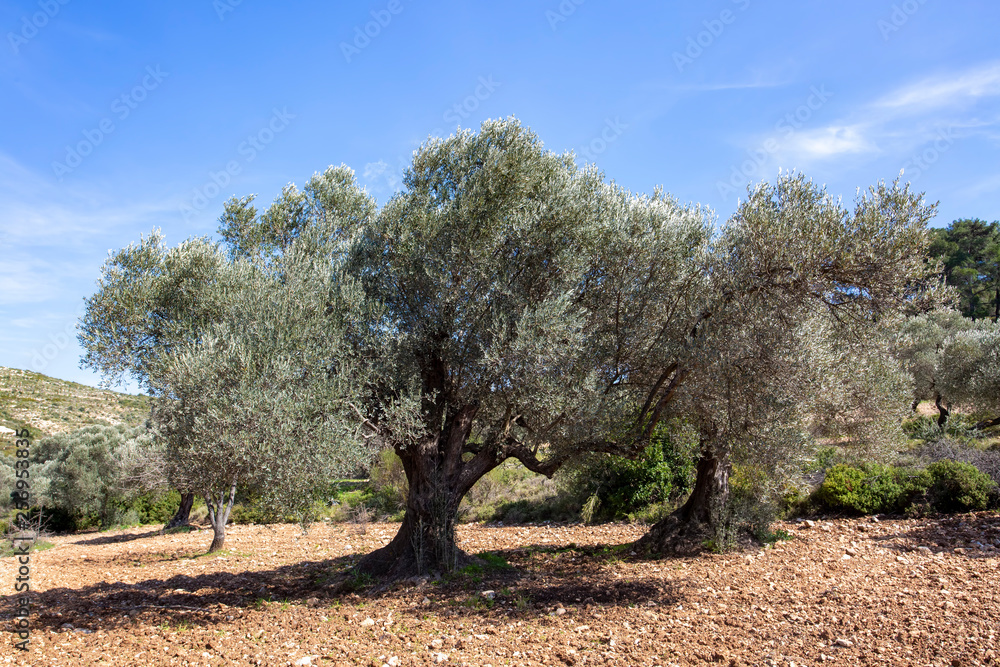 Green olive tree. Urla / Izmir / Turkey. Agriculture concept photo. Green olive tree. Urla / Izmir / Turkey. Agriculture concept photo.