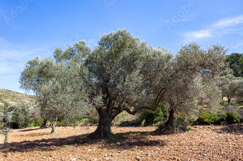 Green olive tree. Urla / Izmir / Turkey. Agriculture concept photo.