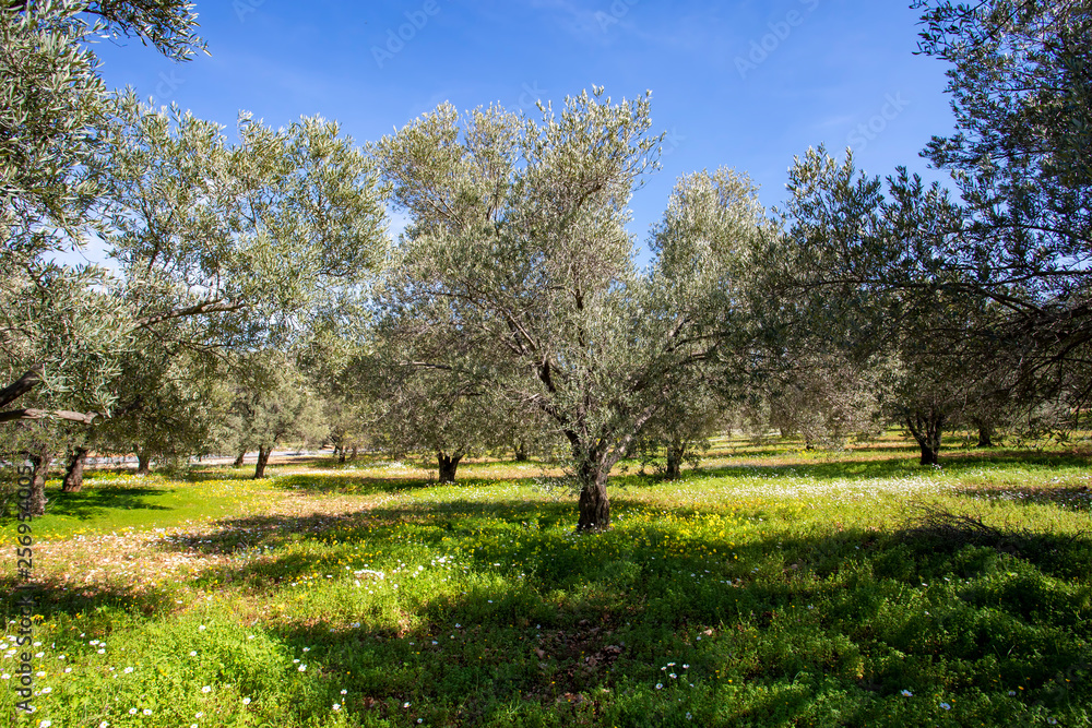 Fototapeta premium Green olive tree. Urla / Izmir / Turkey. Agriculture concept photo.