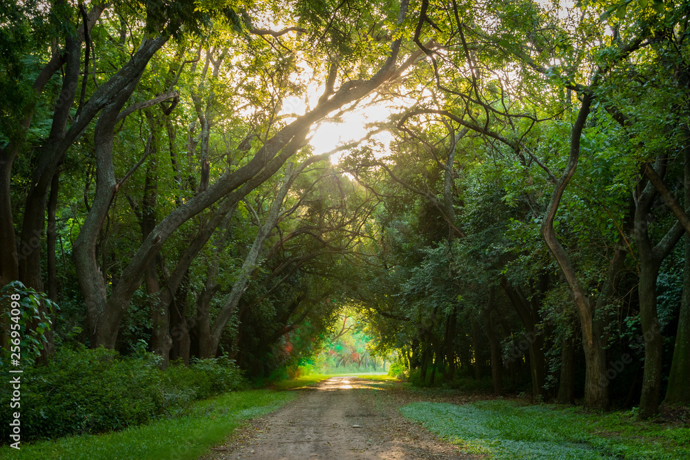 Obraz premium The road in the forest