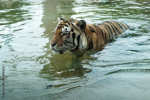 Mike VII, a Bengal tiger shown here in its habitat, is the official (live) mascot of Louisiana State University (LSU), Baton Rouge, Louisiana, USA. photo