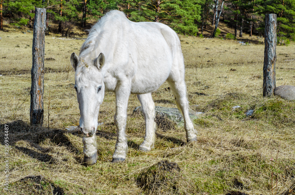 Obraz premium horses grazing in a meadow in the Altai mountains