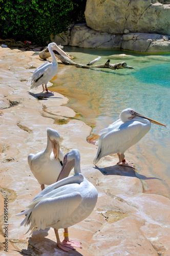 Great White Pelican (Pelicans onocrotalus)