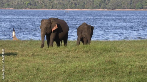 Wild elephants eating grass, Hurulu Eco Park, Sri Lanka.Hurulu Eco Park is a huge area of forest, grassland and lagoons photo