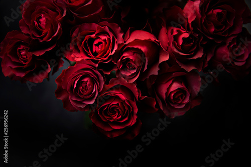 Red roses  photo