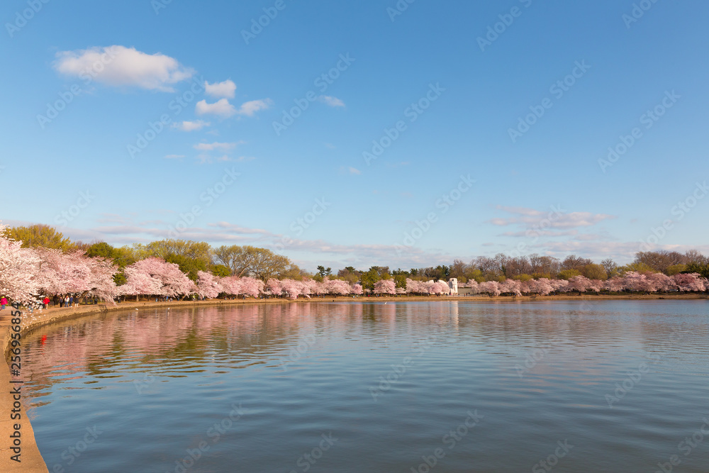Blossoming cherry trees around Tidal Basin reservoir.  Panorama in spring during the National Cherry Blossom Festival in Washington DC, USA.