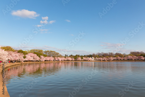 Blossoming cherry trees around Tidal Basin reservoir.  Panorama in spring during the National Cherry Blossom Festival in Washington DC  USA.