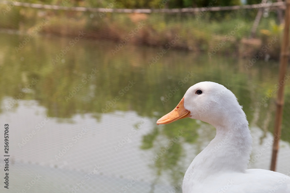 Duck stand near the pond.