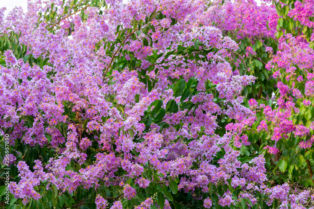 Obraz premium Inthanin pink flowers on a white background