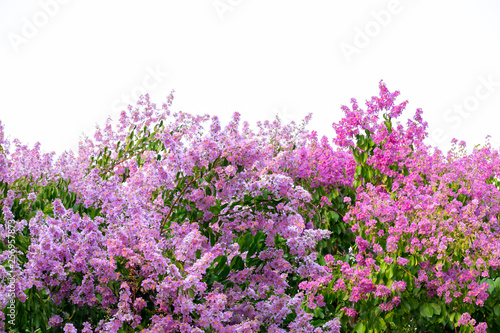 Inthanin pink flowers on a white background