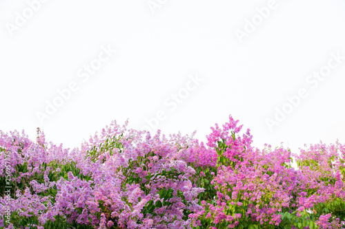 Inthanin pink flowers on a white background