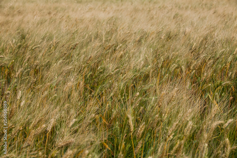 field of wheat field of wheat