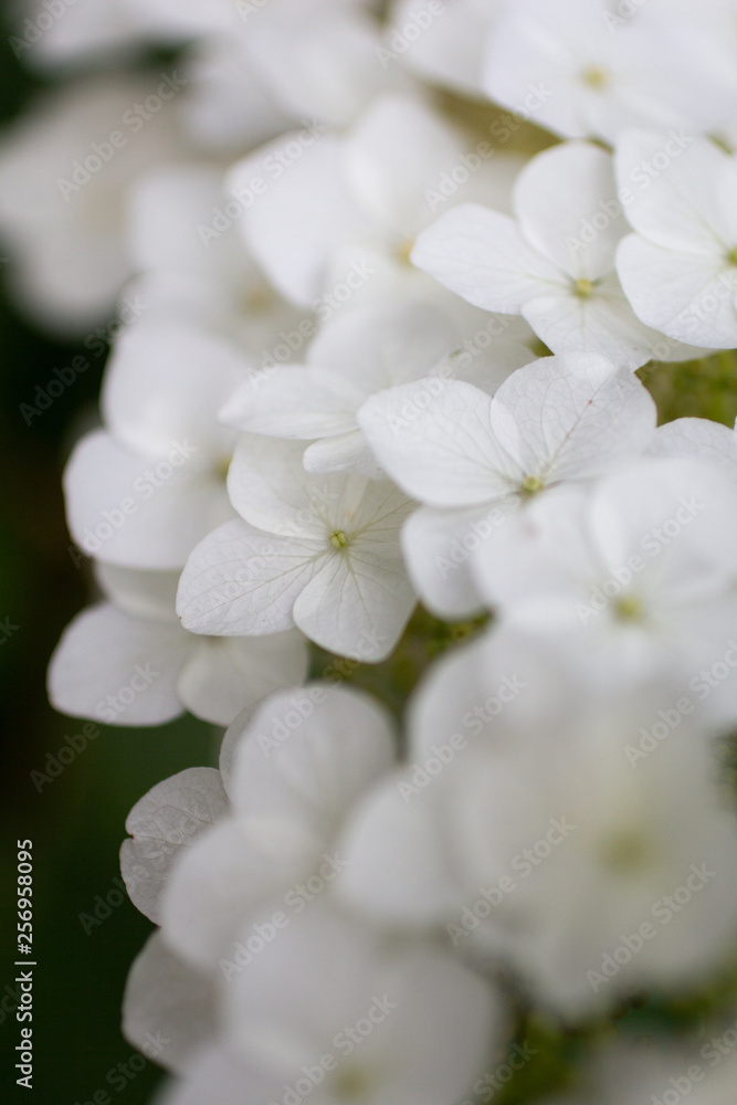 Several white flowers in bokeh Several white flowers in bokeh