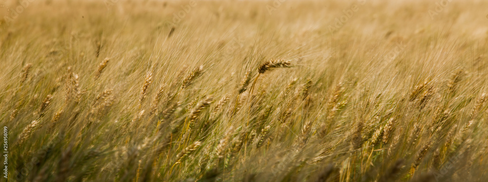 field of wheat