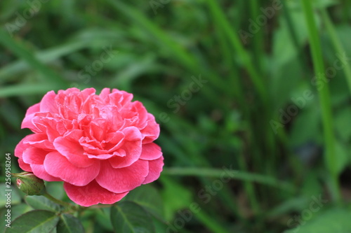 Pinky Bloom