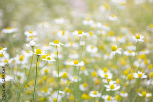 Bokeh and chamomile flower fields