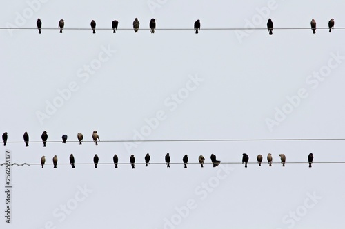 black birds line up on a power line at the merced national wildlife refuge, san joaquin valley, central california during spring of 2019  photo