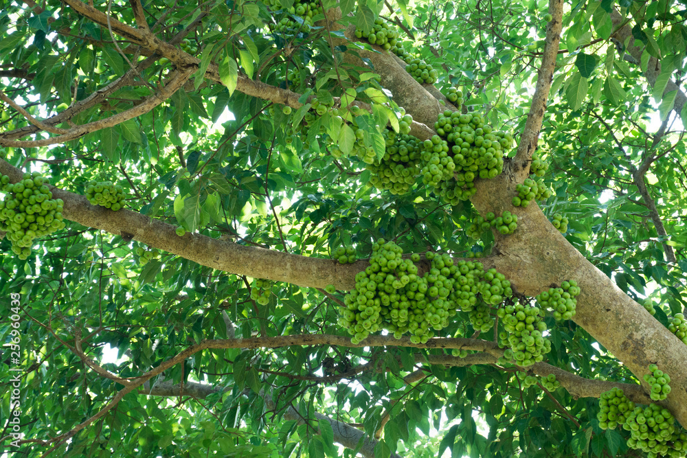 Fototapeta premium Fruiting fig tree in nature, Cluster fig tree, thailand fig tree or fig,figs fruit tree