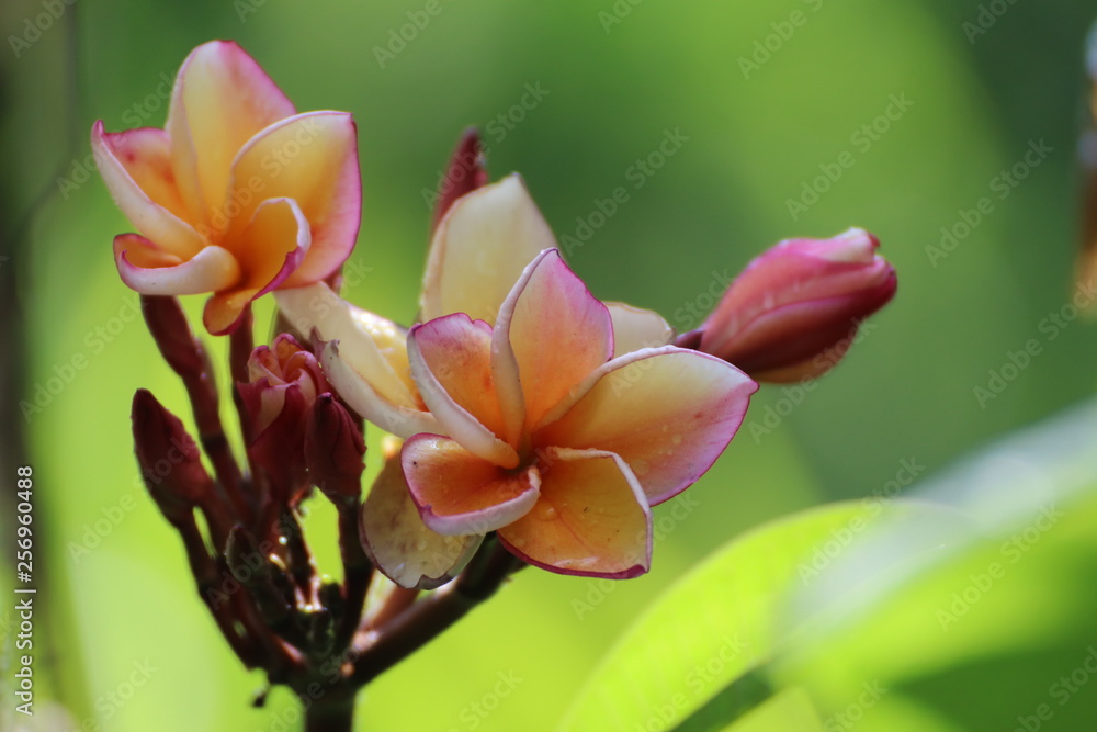 flower on green background flower on green background