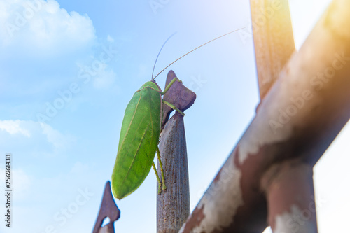 Pseudophyllus titan, big green grasshopper with blue sky photo