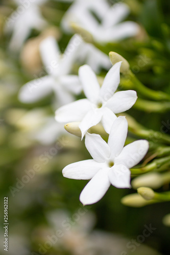 Several white flower clusters in the garden