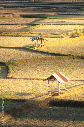 Obraz na plátně Huts on havested ricefield