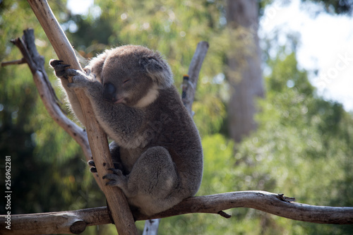 The Koala (Phascularctos cinereous) is an arboreal herbivorous marsupial native to Australia 