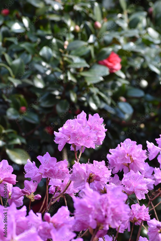 13 Best 玄海ツツジ Images Stock Photos Vectors Adobe Stock