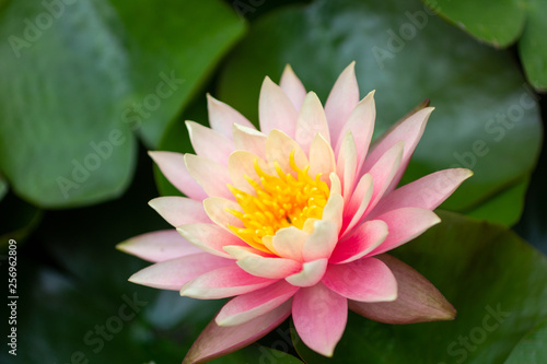 A water lily, and green leaves, in a pond