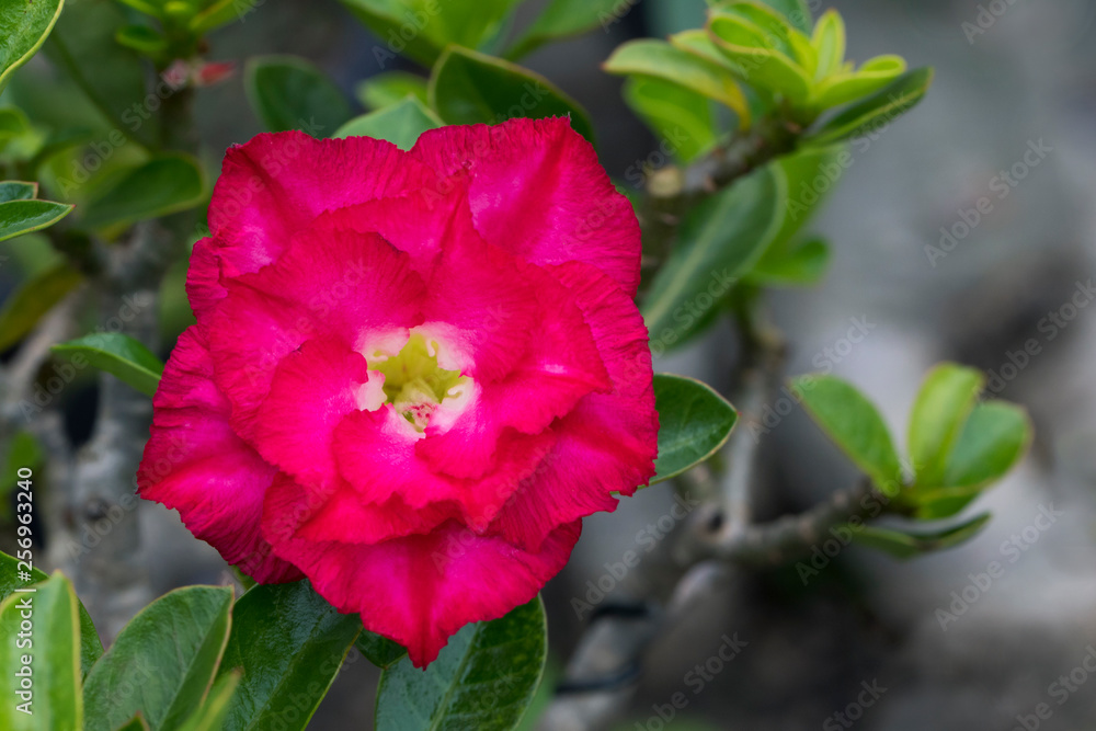 Image of a beautiful red azalea flowers in the garden. (Adenium) Image of a beautiful red azalea flowers in the garden. (Adenium)