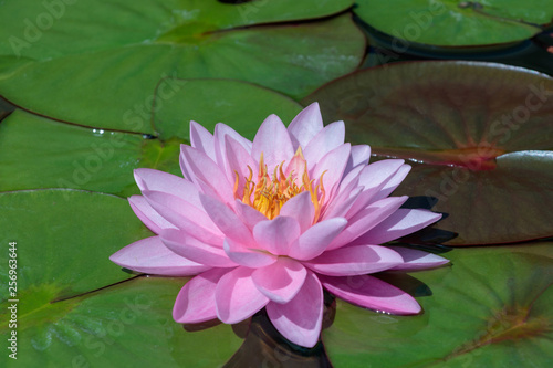 The Beautiful Pink Lotus Flower or Water Lily in the Pond