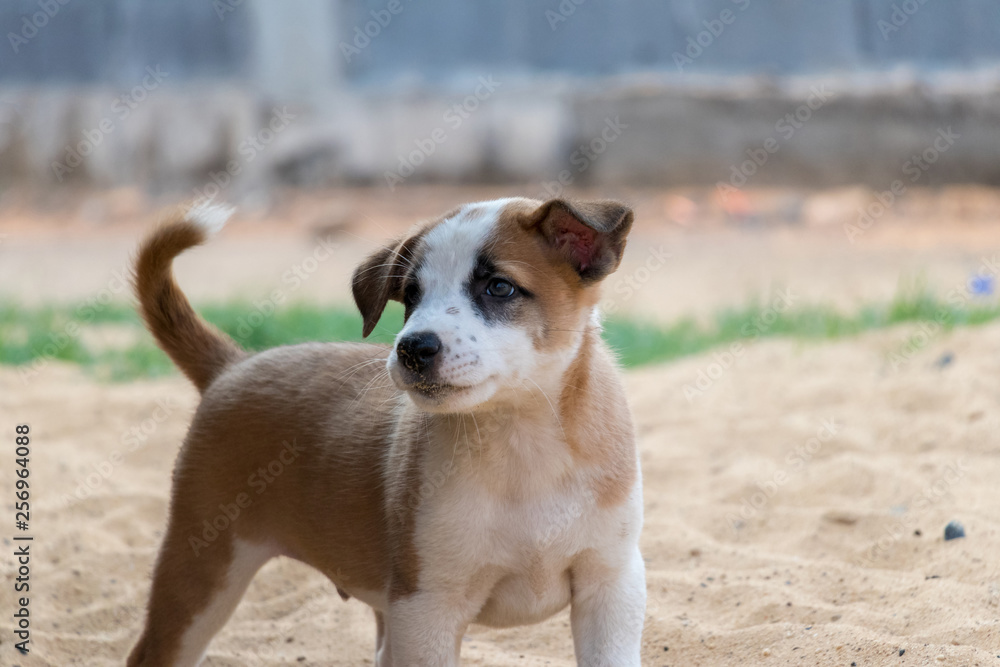 Puppy on the Sand , Cute Dog , Having Playtime Puppy on the Sand , Cute Dog , Having Playtime
