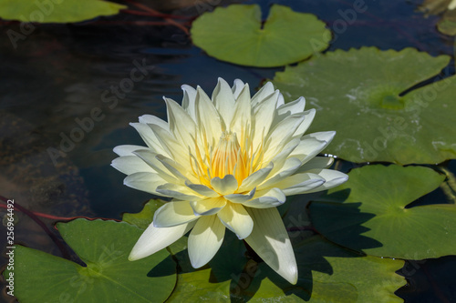 The Beautiful White Lotus Flower or Water Lily in the Pond
