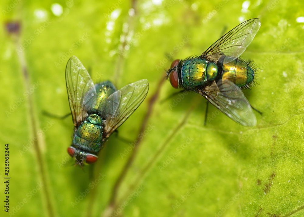 The fly sits on a green sheet. The fly sits on a green sheet.