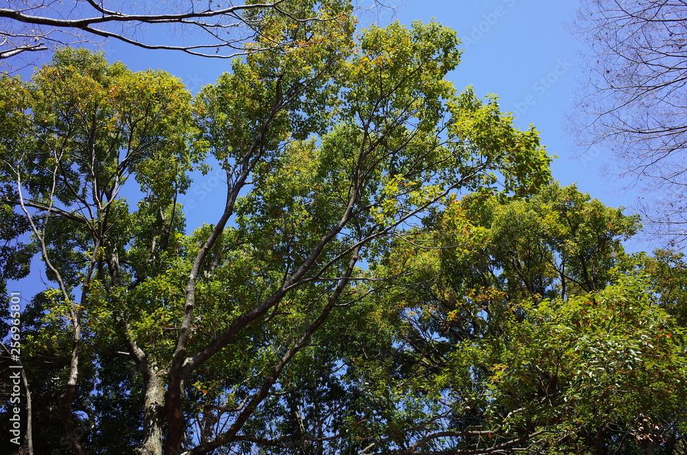 Obraz premium クスノキ