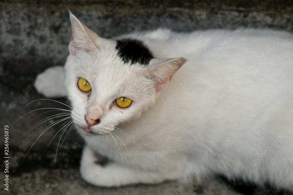 Stray cats with yellow eyes