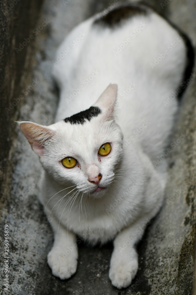 Stray cats with yellow eyes
