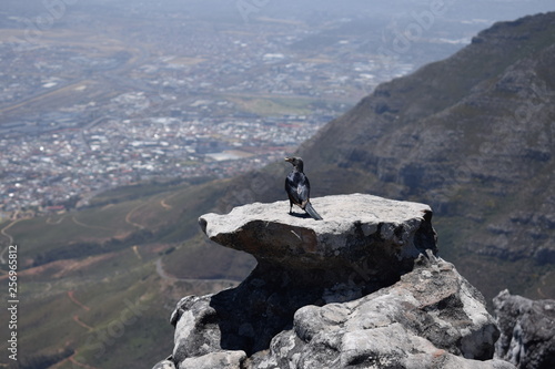 Red-winged Starling sitting on top of Table mountain watching the city Cape Town in South Africa photo