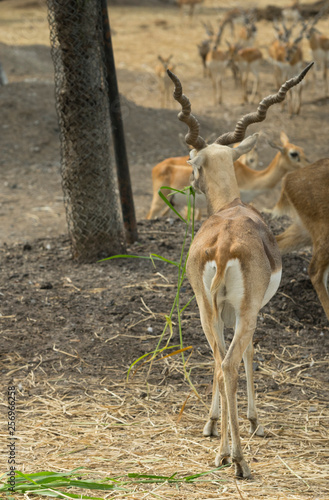 group of wild dear in the zoo  Thailand. 