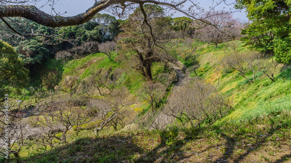  	                   館山城,城,風景,景色,観光名所,観光,名所,歴史,文化,史跡,空,日本,関東,千葉県,千葉,館山市,館山,緑,樹木,自然,青空,春