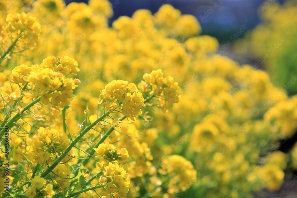 菜の花畑 菜の花畑