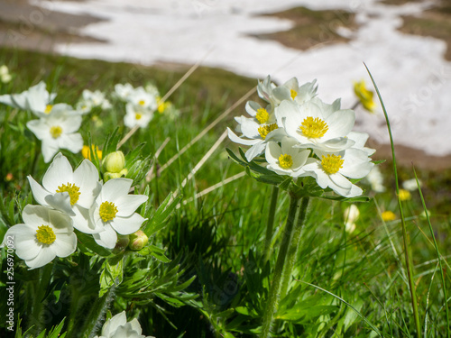 Pretty white mountain flowers in spring. Italian alps