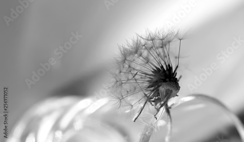 Art photo of dandelion seeds close up on natural blurred background.Black and white photo.