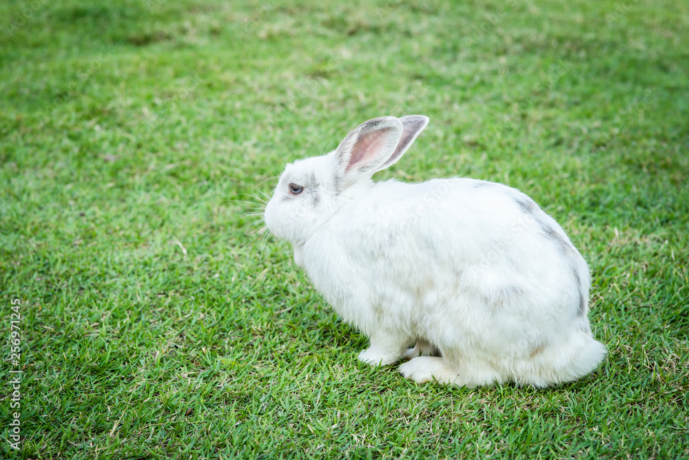 Rabbit on green grass Rabbit on green grass