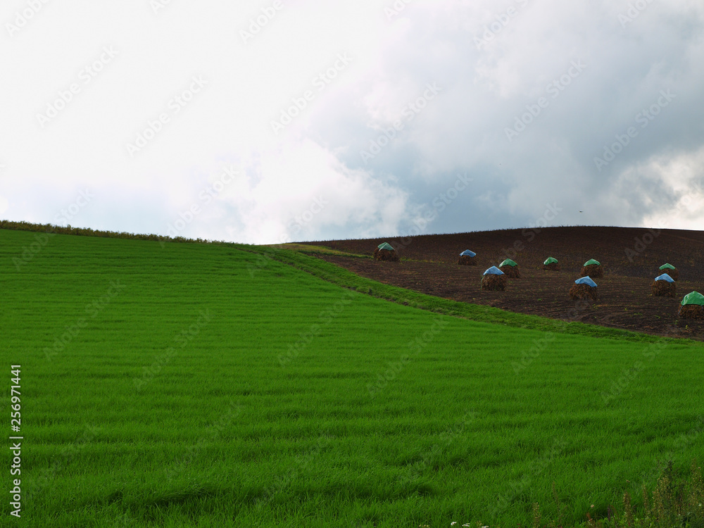 Obraz premium 北海道の畑