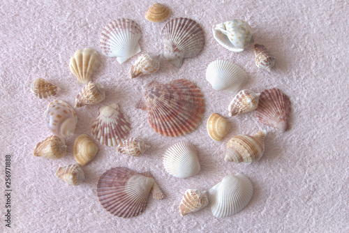 Collection of sea shells on a beach towel