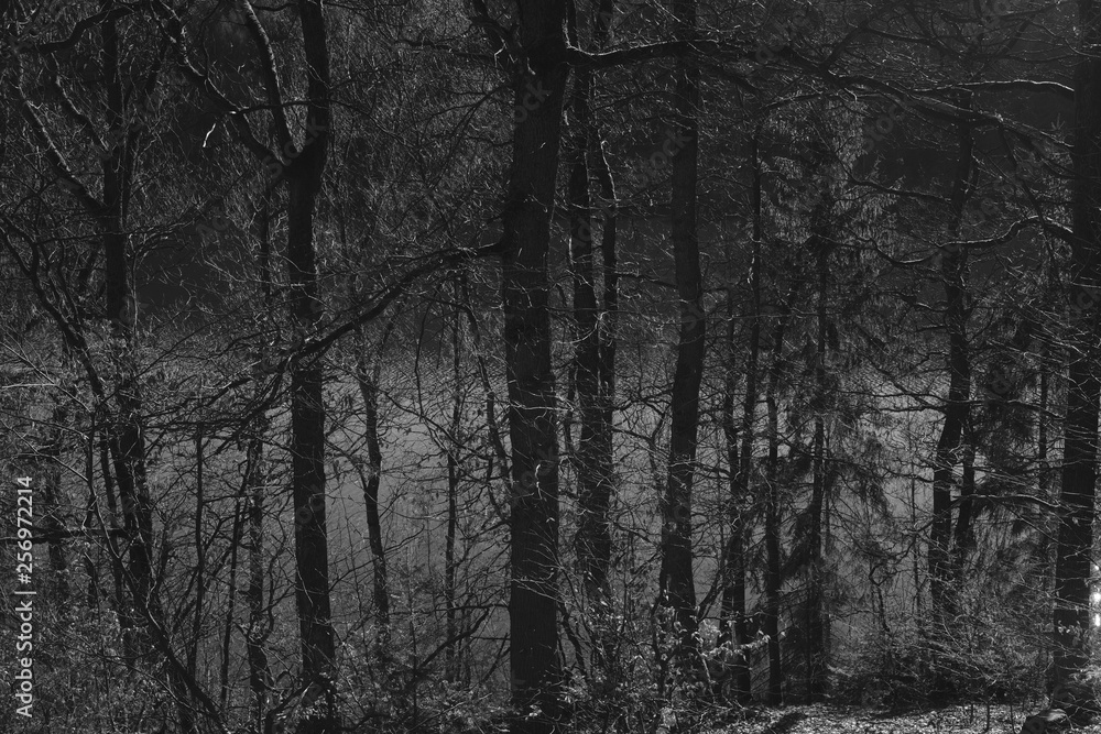 custom made wallpaper toronto digitalForest and lake during early spring