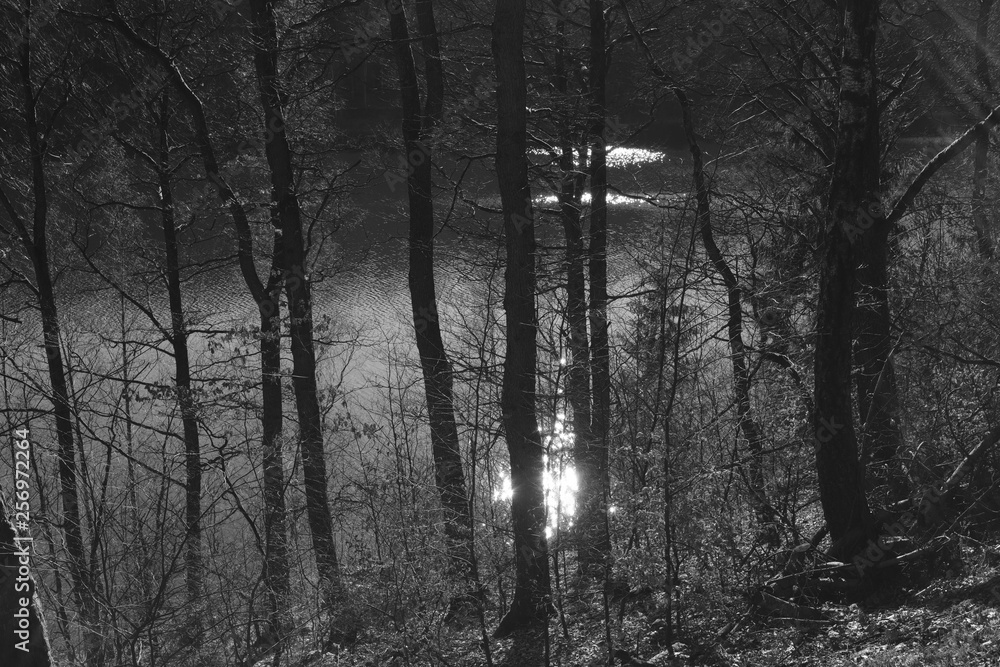 Lake district with trees and water surface Lake district with trees and water surface