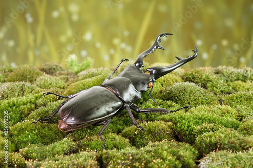 Beetle : Giraffe Stag-Beetle (Prosopocoilus giraffa) is the world's largest saw-tooth stag beetle with long and sharp jaws. Lives in wide range of Asia from India to Indonesia. Rare and protected.  photo